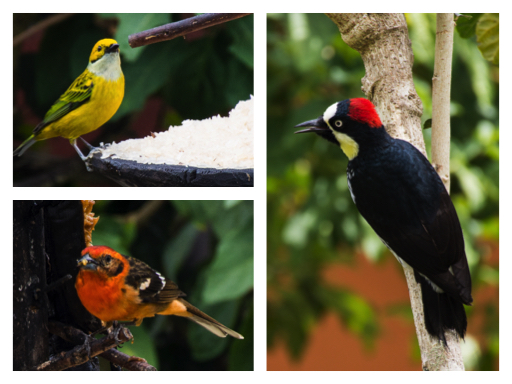 Collage tanagers and woodpeckers