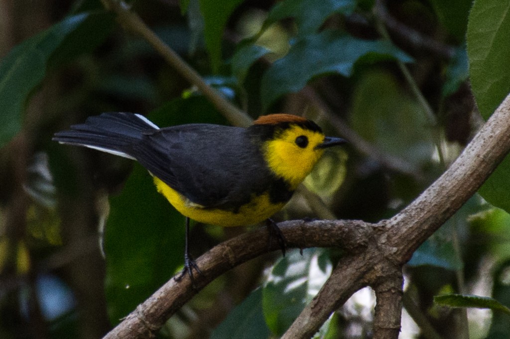 Collared Redstart