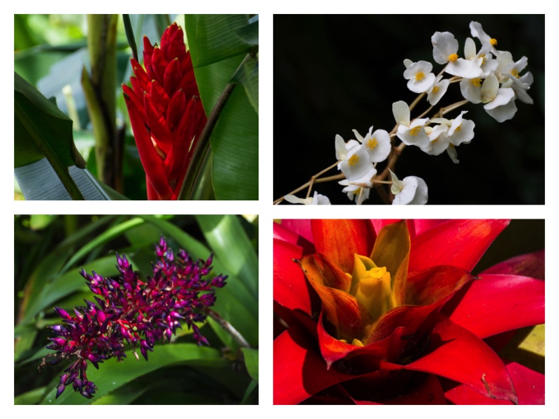 Flower Collage