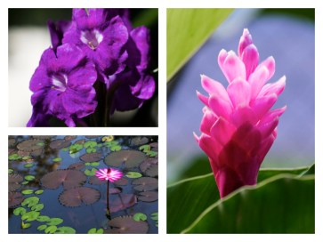Flower Collage