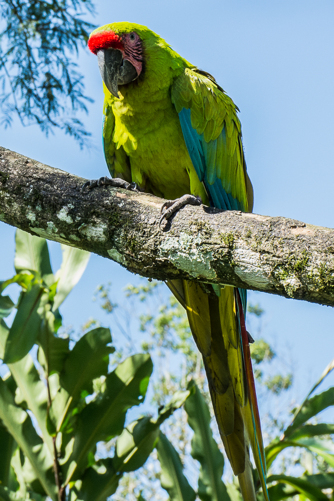 Great green macaw
