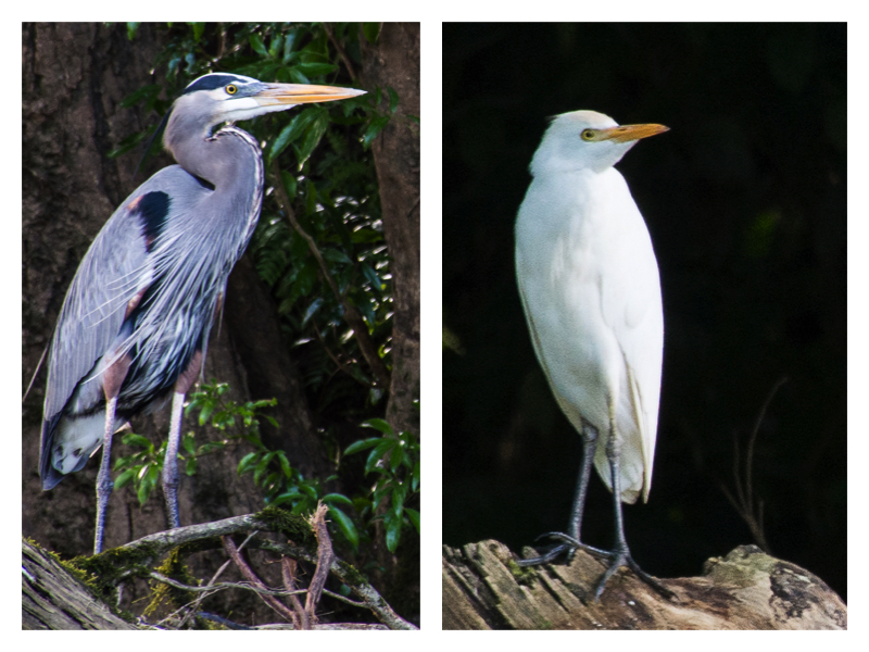 Heron Egret collage