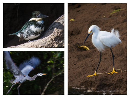 Heron Kingfisher collage