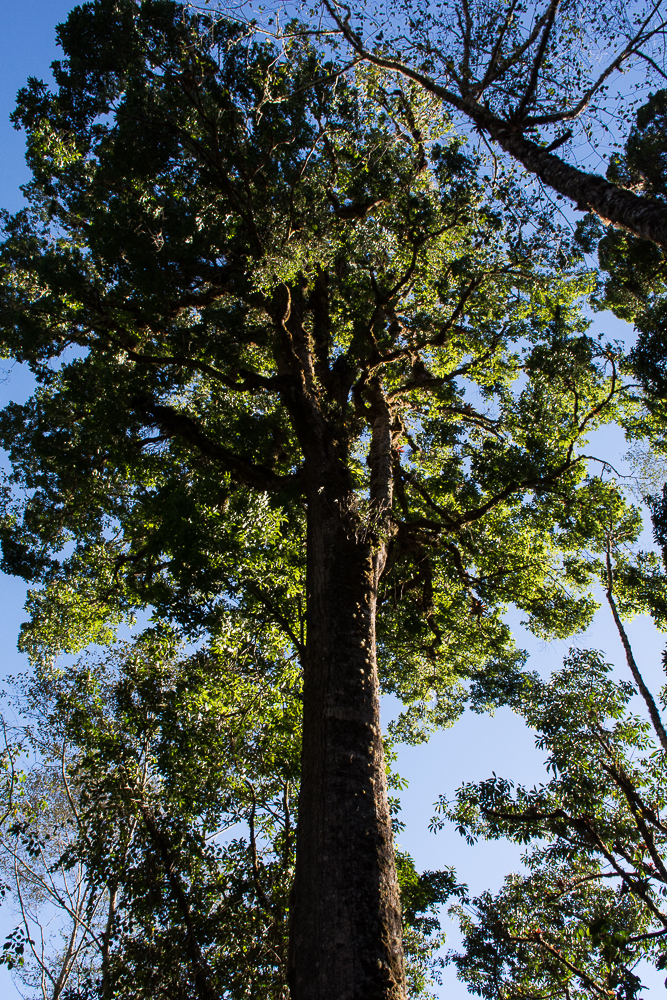 huge old oak tree