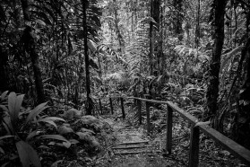 Jungle walk