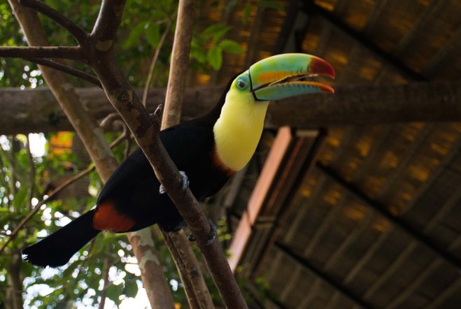 Keel-billed Toucan