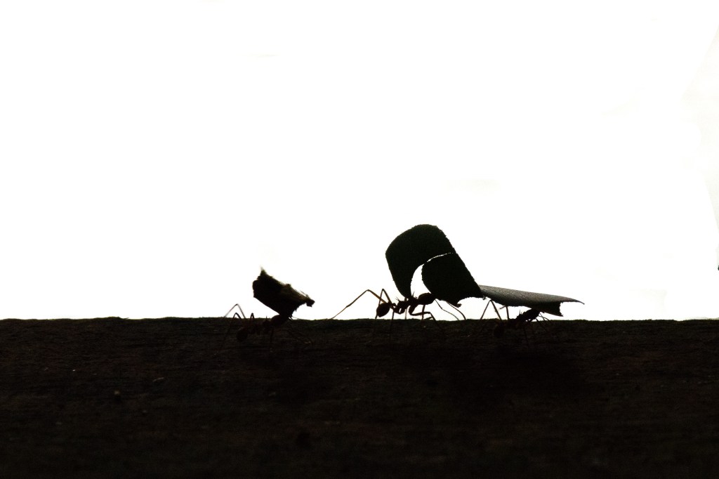 Leaf ants B&W