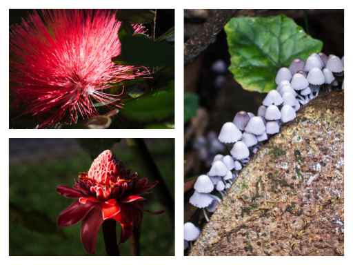 Macro flower collage