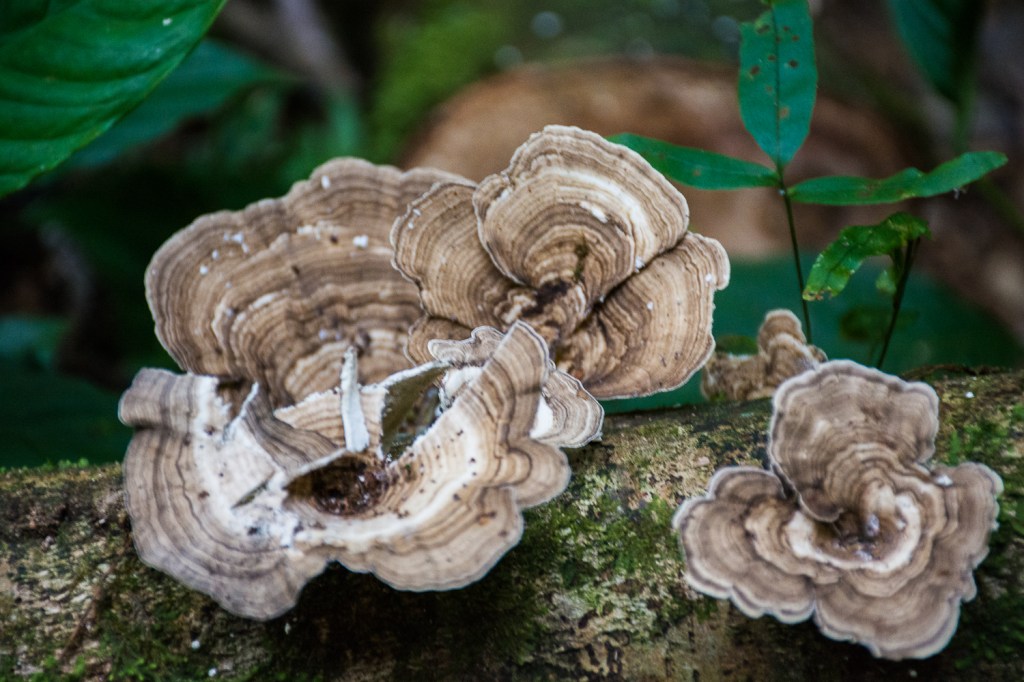 Mushrooms