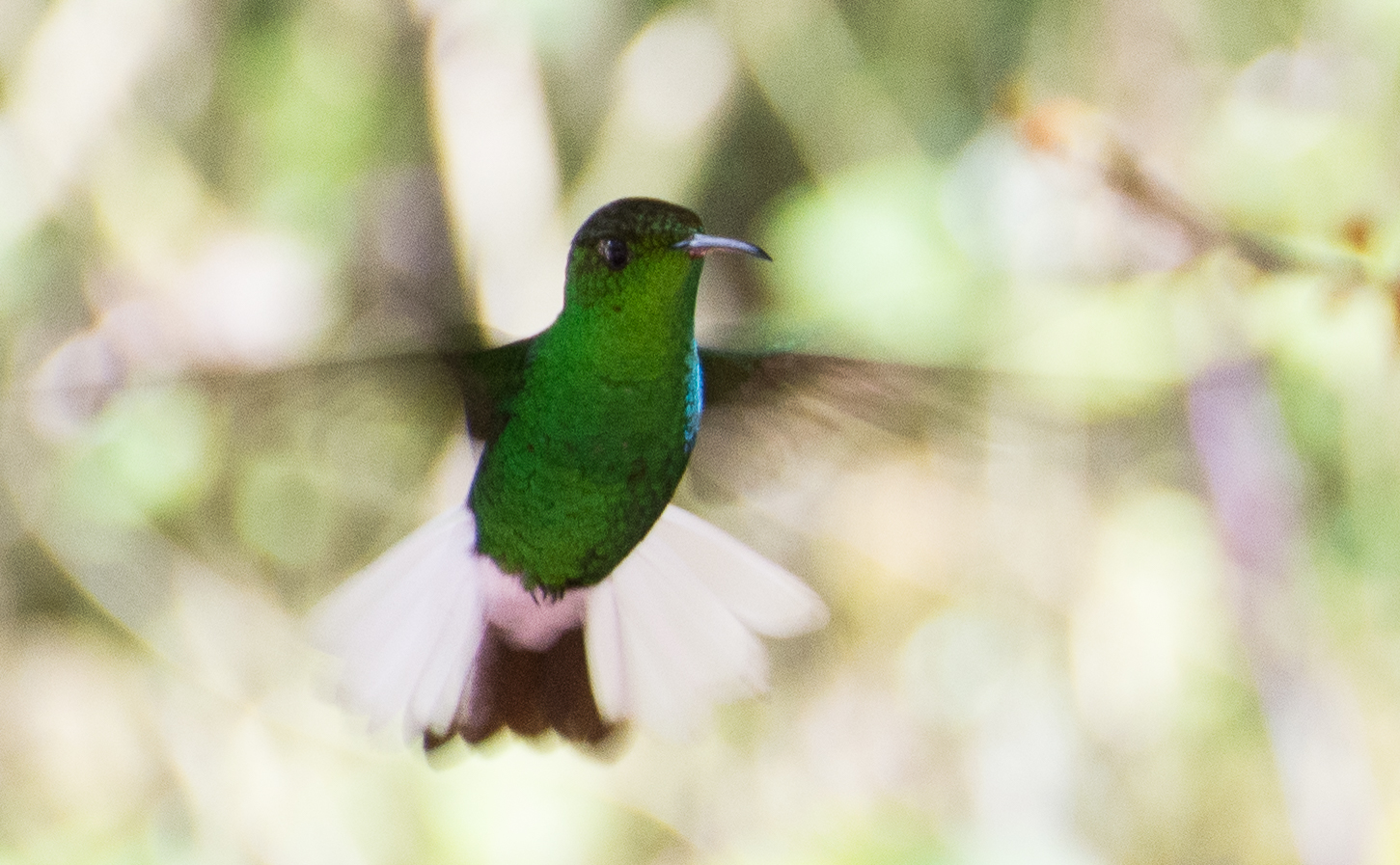 Nancy hummingbird