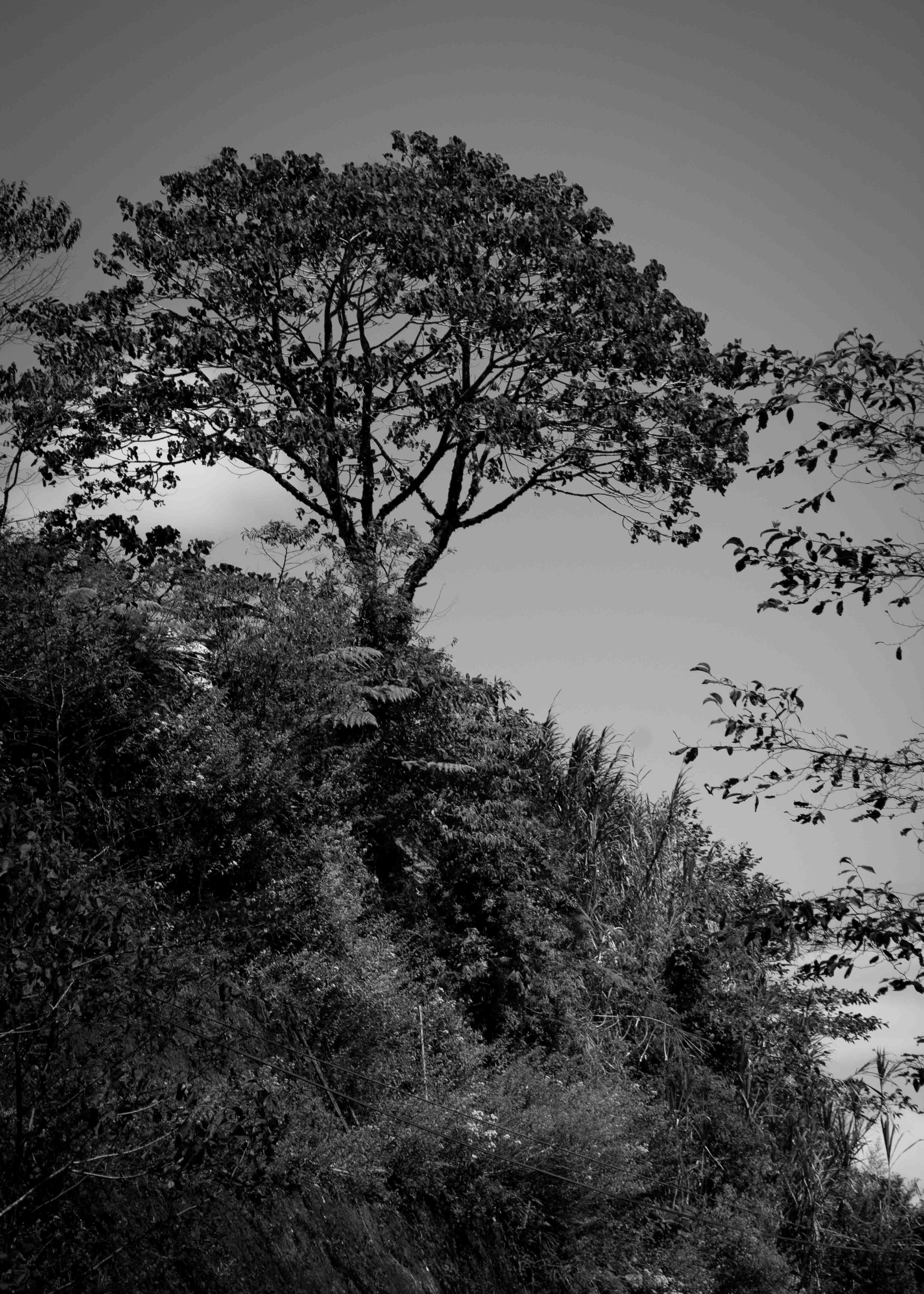 Nancy tree B&W