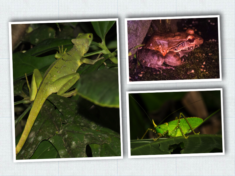 Night photo collage