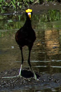 Northern jacana