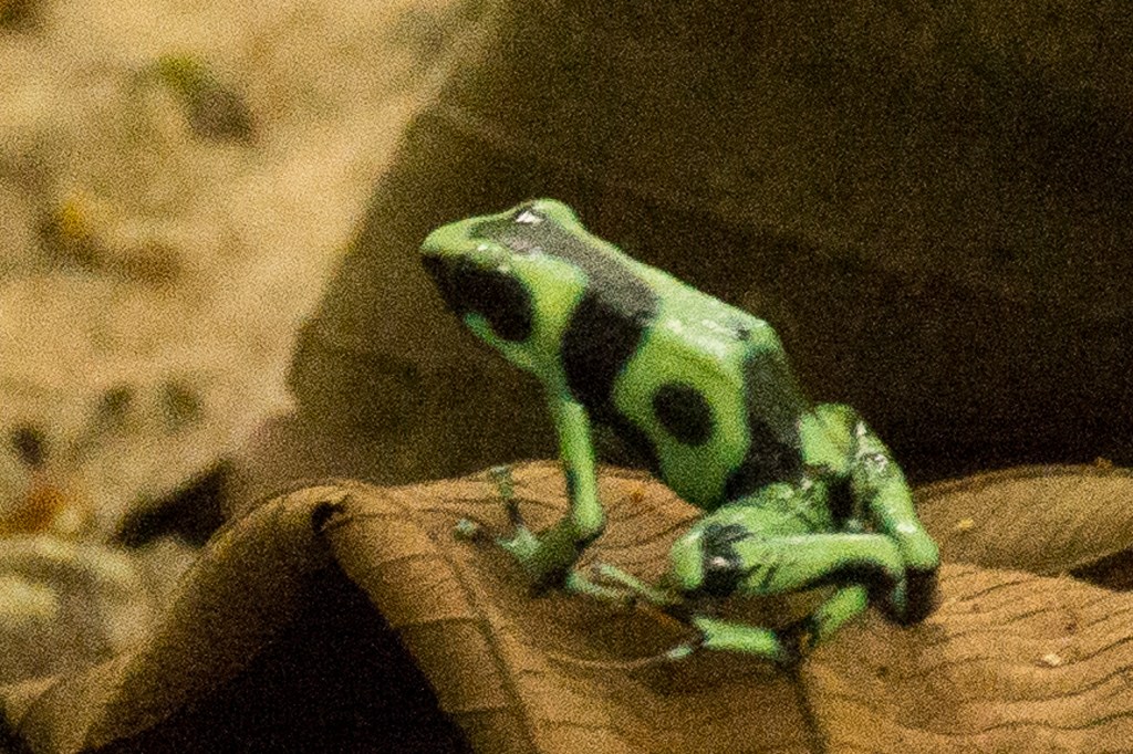 Poison dart frog