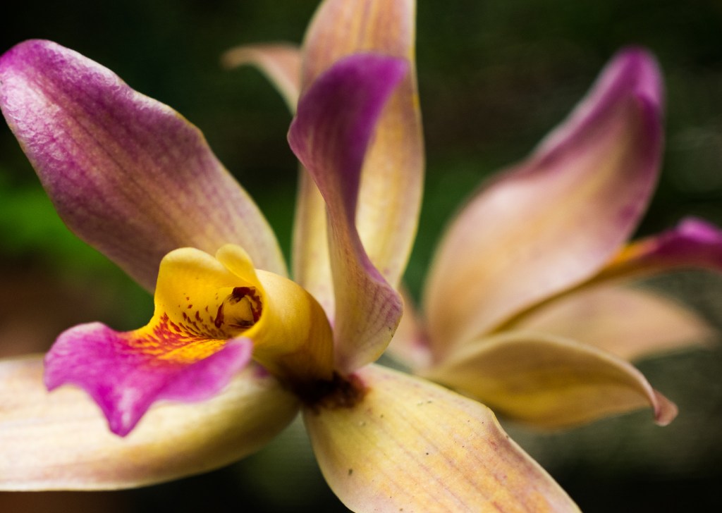 Pretty orchid