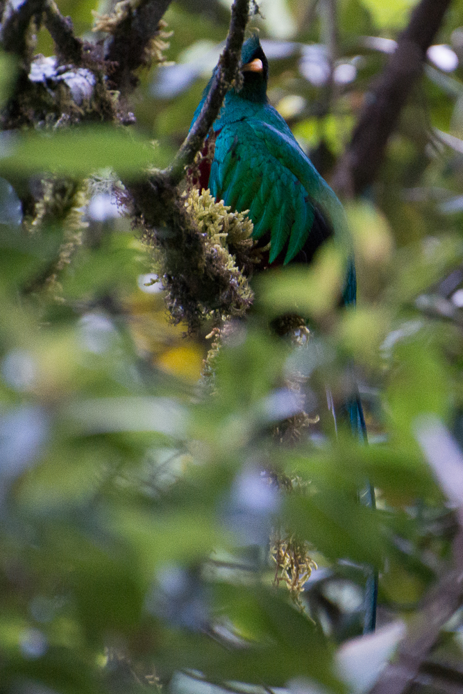 Quetzal one