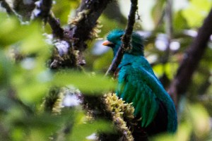 Quetzal two