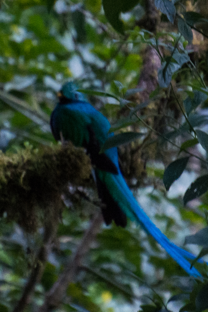 Resplendent Quetzal