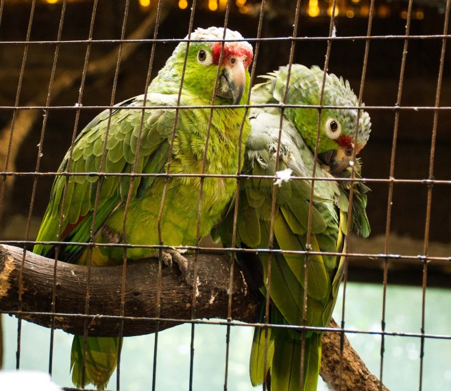 Red-lored Parrot