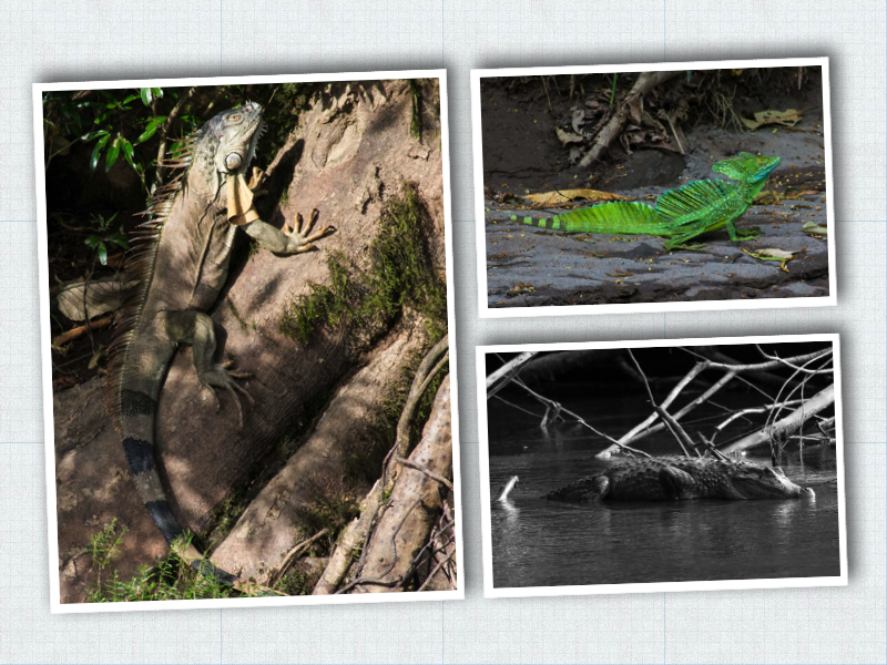 Reptile collage