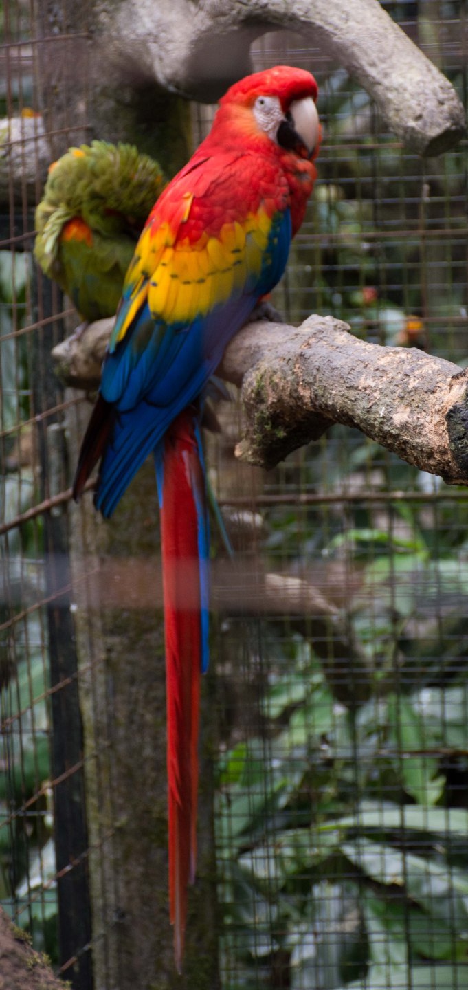 Scarlet Macaw