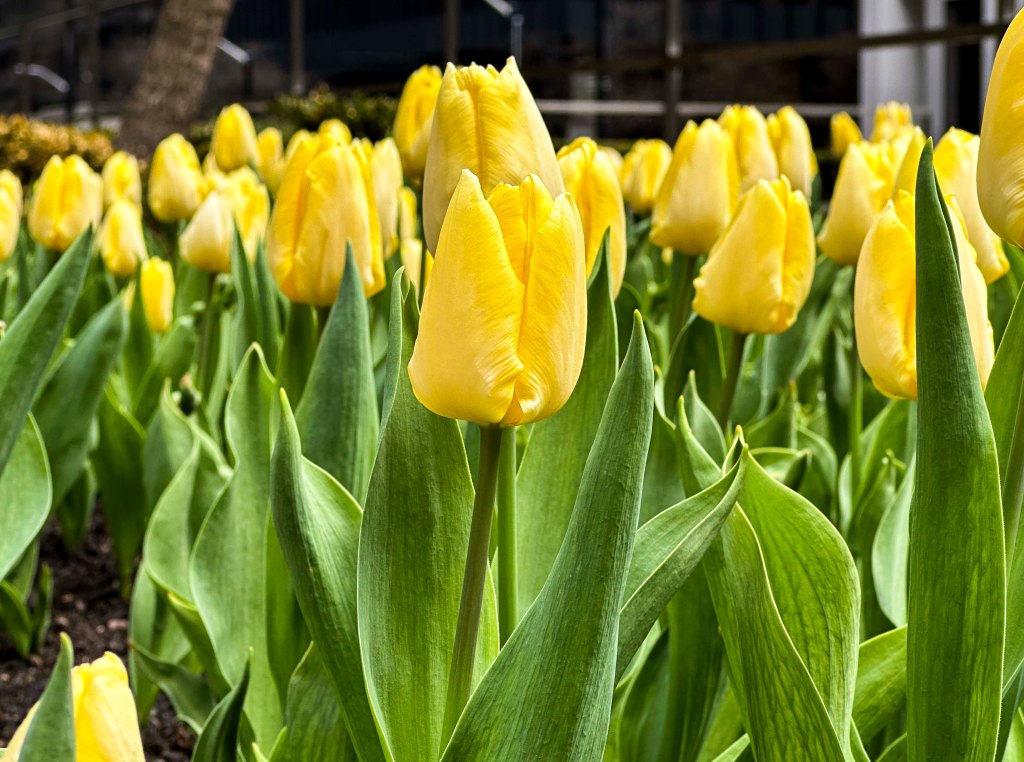 Hello Spring!