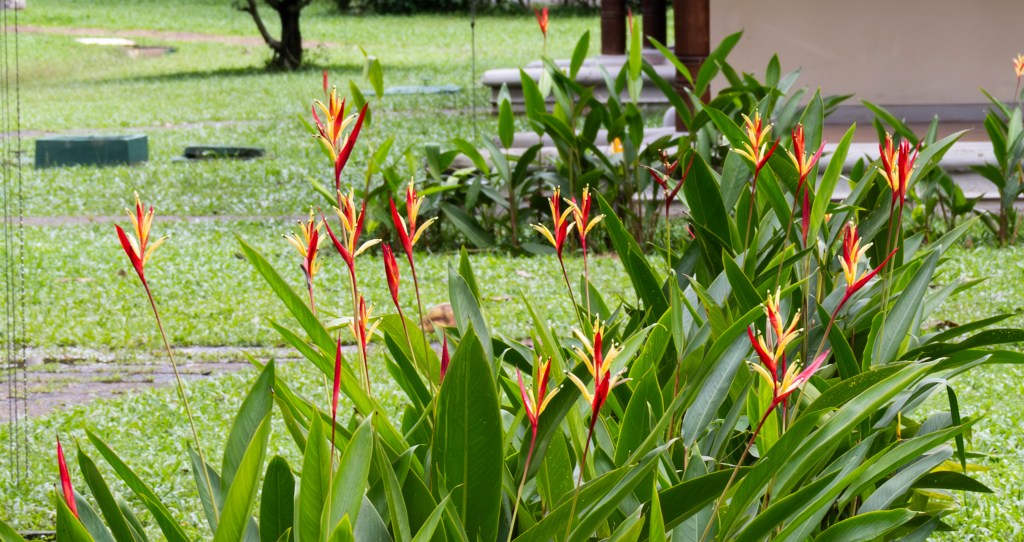 At the Tamarind Tree Garden&nbsp;Resort