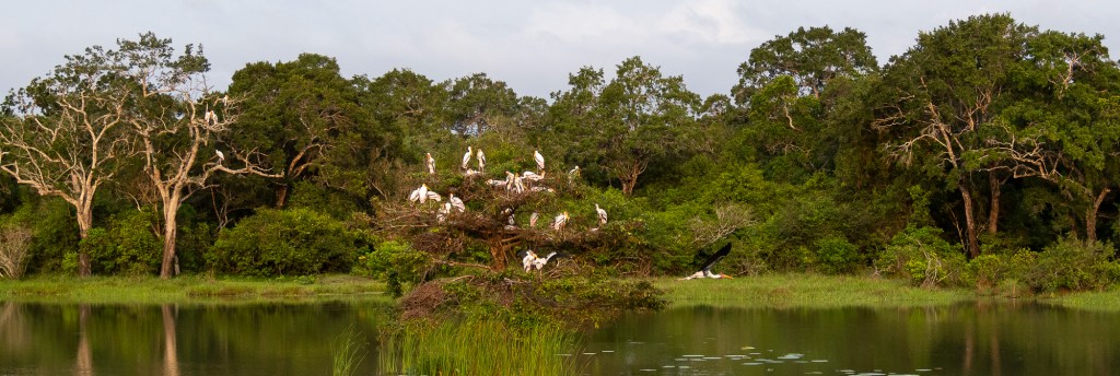 Wilpattu National Park