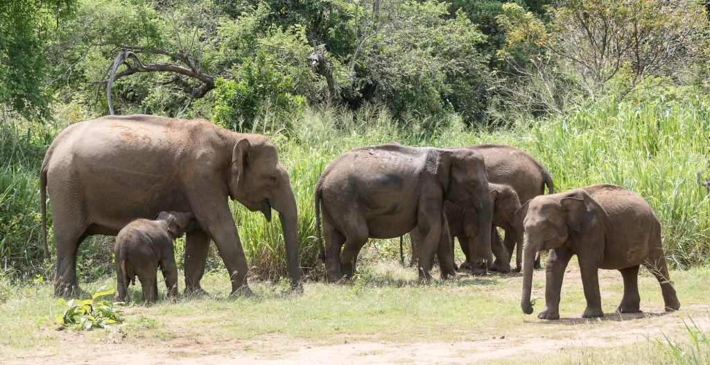 Kurulu Eco Park